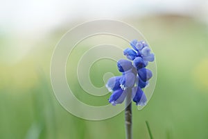 Grape hyacinths flower with small blooming bulbs grow in spring garden, macro photo