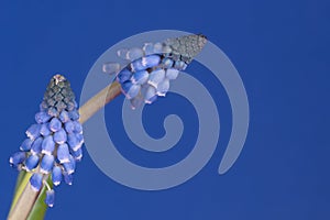 Grape hyacinths in front of blue background