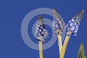 Grape hyacinths in front of blue background