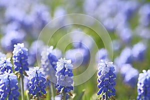 Grape hyacinths on a green field