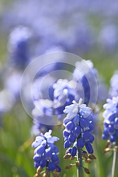 Grape hyacinths on a green field