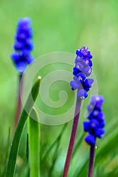 Grape hyacinths on green meadow