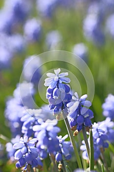 Grape hyacinths are small blue bells