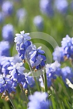 Grape hyacinths are small blue bells