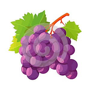 Grape icon isolated. Bunch of wine grapes with leaf. Grape image in flat design