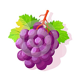 Grape icon isolated. Bunch of wine grapes with leaf. Grape image in flat design