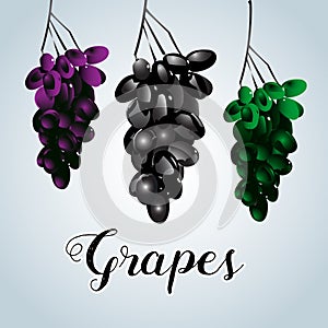 Grape label template. The bunches of black, green and purple grapes on white background. Vector illustration.