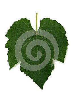 Grape Leaf