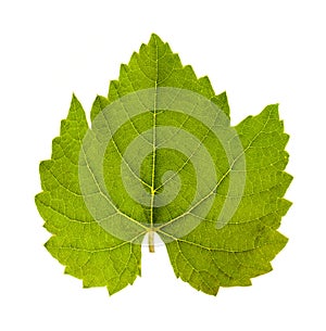 Grape leaf