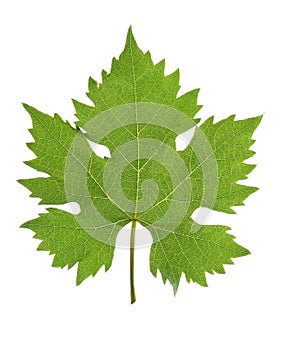 Grape leaf