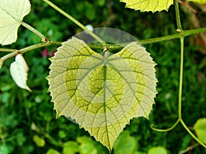 Grape leaf photo