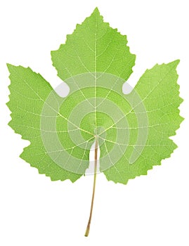 Grape leaf