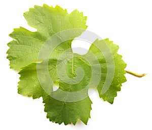 Grape leaf