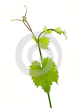 Grape leaf