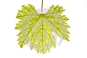 Grape leaf