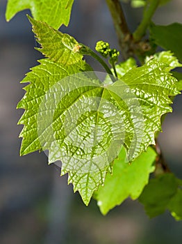 Grape leaf with blossoming buds