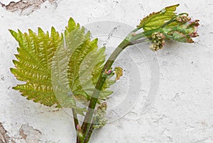 Grape leaf with blossoming buds