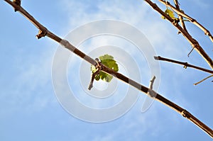 Grape leaf on a blue sky background