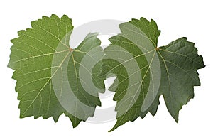 Grape-leaf with clipping path isolated on white background