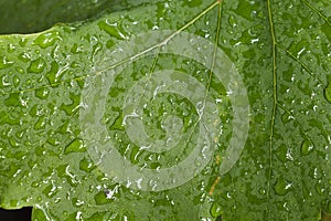 Grape leaf closeup with raindrops