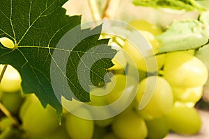 Grape leaf and cluster lit with sunlight