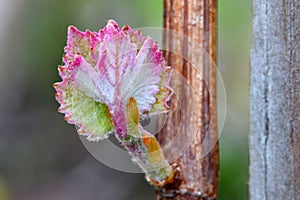 Grape Leaf Cluster Pink Highlights 06
