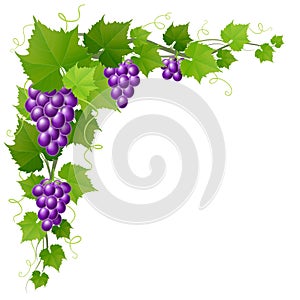 Grape with leaf corner decoration for autumn harvest