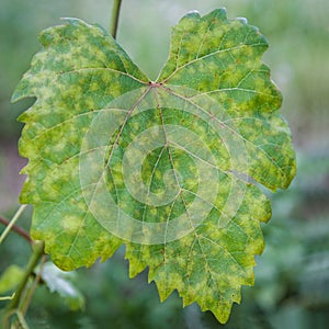 Grape leaf disease