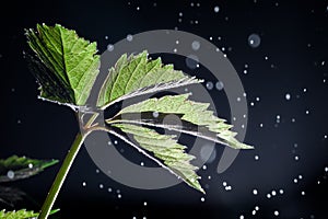 Grape leaf with drops on a dark background, raindrops fly in the air