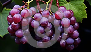 Grape leaf, fresh bunch, ripe fruit, green vineyard, organic harvest generated by AI