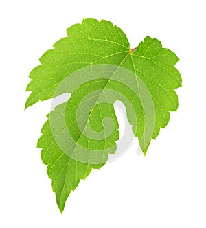 Grape leaf isolated on a white