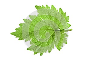 Grape leaf isolated on the white background