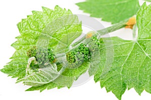 Grape leaf