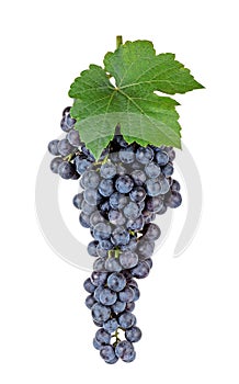 Grape with leaf isolated on the white background
