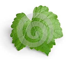 Grape leaf isolated on white background with clipping path and full depth of field. Top view. Flat lay