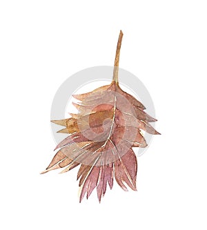 Grape Leaf. Isolated white Background. Hand drawn watercolor illustration.