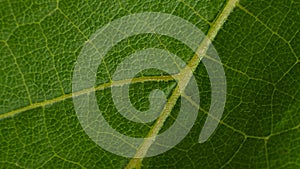 grape leaf macro texture green background