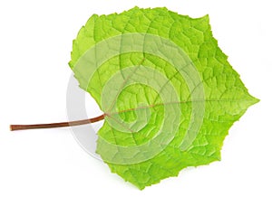 Grape leaf