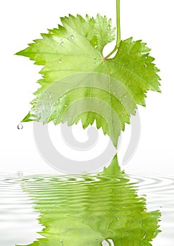 Grape leaf with raindrops