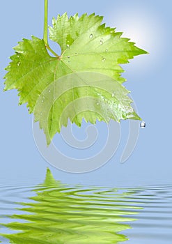 Grape leaf with raindrops