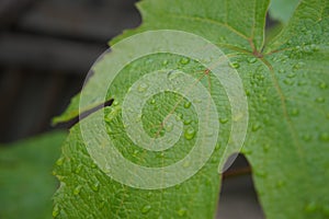 Grape leaf on a rainy summer day