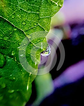 Grape leaf with  water drop