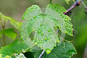 Grape leaf with water drops