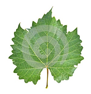 Grape leaf on white background.