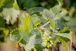 grape leaf with young grapes on vine as background at wineyard before harvesting