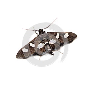 Grape Leafroller Moth