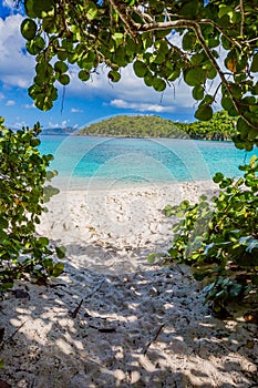 Grape leave branches create an entrance on to Hawksnest Beach on St John photo