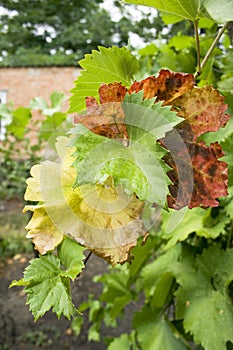 Grape leaves