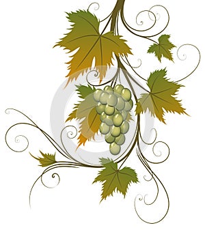 Grape and leaves