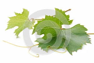 Grape leaves